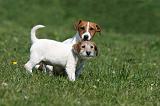 JACK RUSSEL 072